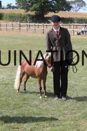 QIZ-2085 QIZ-2085