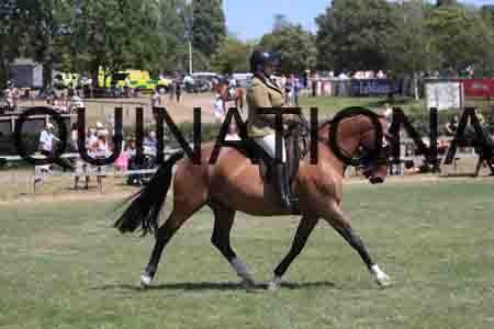 QIZ-2292