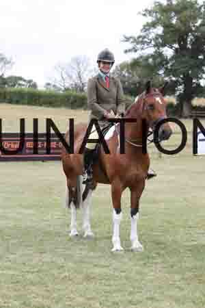 BSP-3168