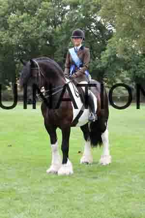 BSP-4800